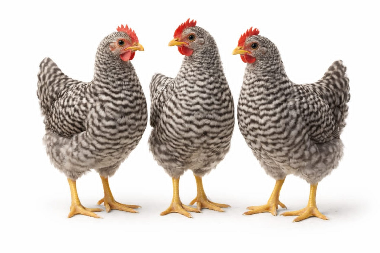 11 Weeks Old Pullets